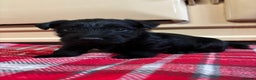 Scottish Terrier dogs for sale: KC Registered Black Scottish terrier  - Advert 9
