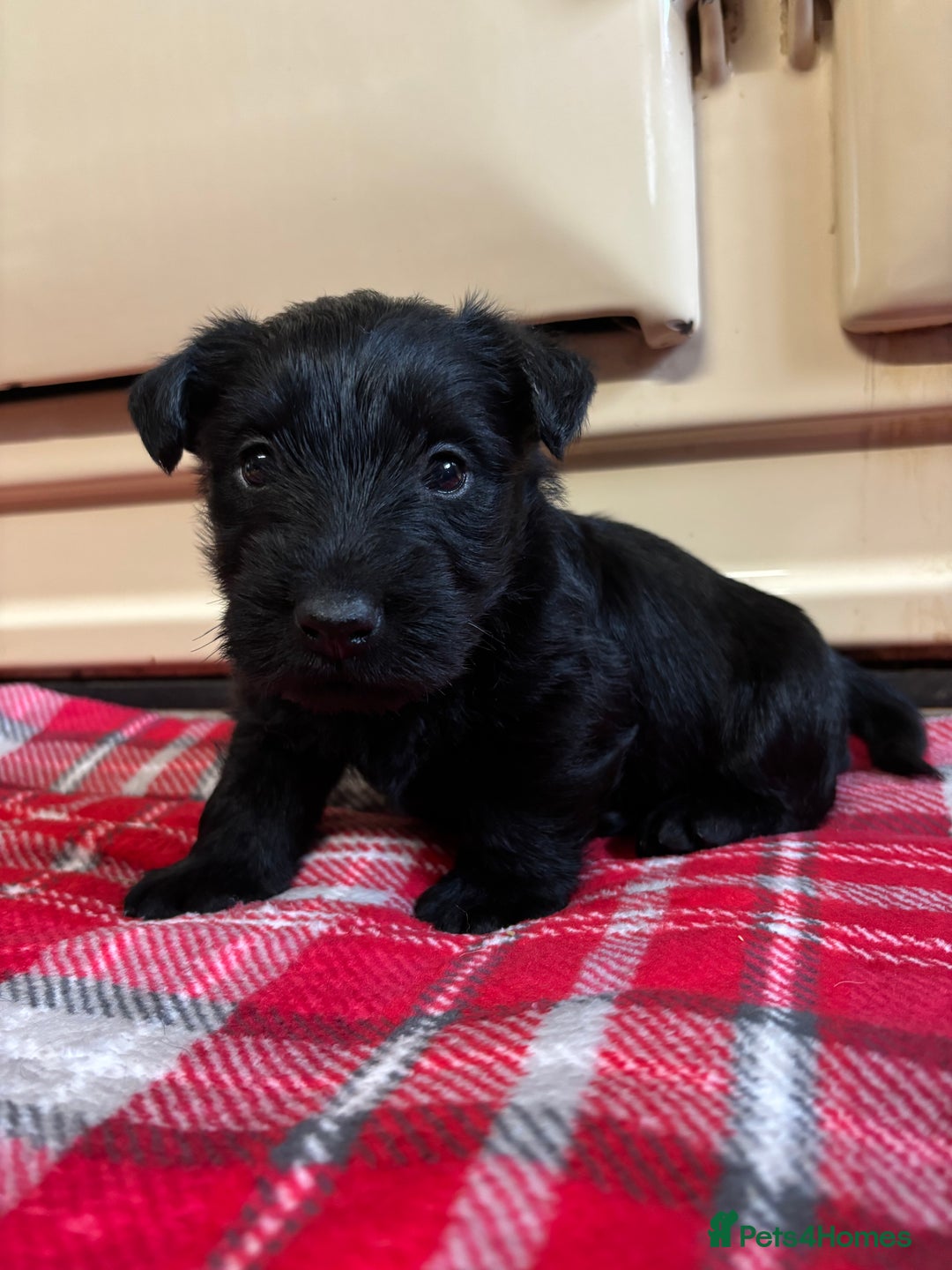 Scottish Terrier dogs for sale: KC Registered Black Scottish terrier  - Advert 9
