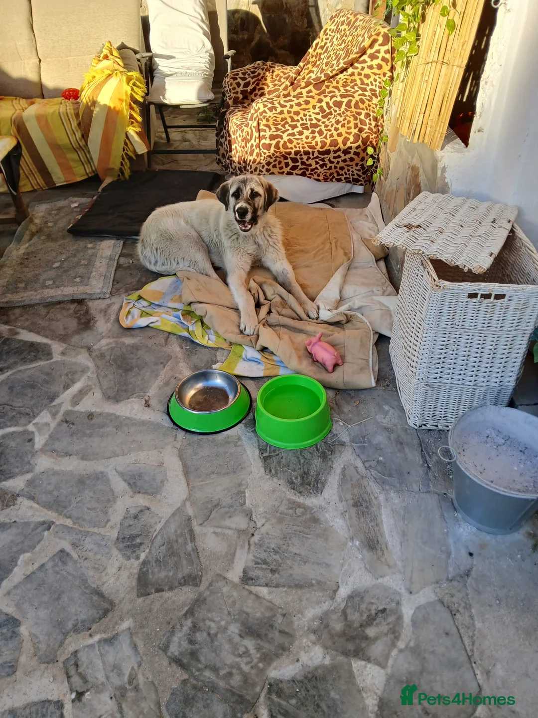 Mastiff dogs for adoption: Oliver- Cuddly Spanish Mastin Pup in Weymouth - Advert 4