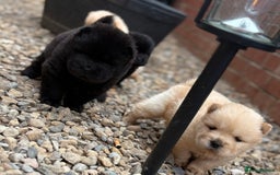 Chow Chow dogs for sale: KC REG CHOW CHOW PUPPIES - Image 13