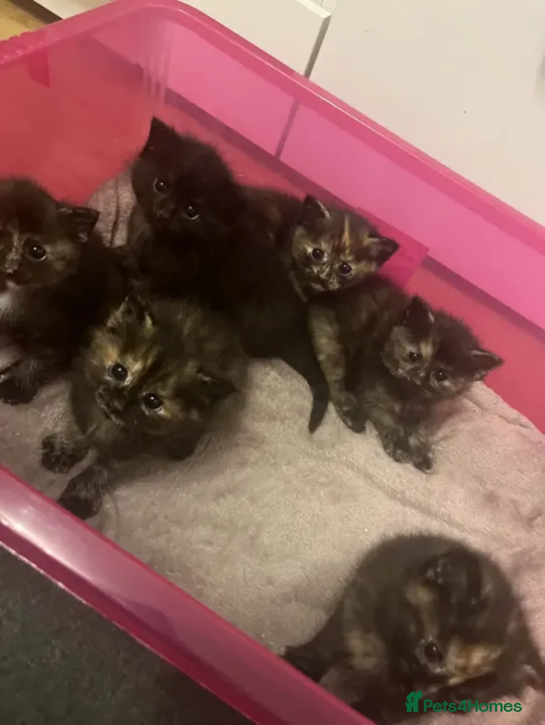 Ragdoll cats for sale: Beautiful Ragdoll Tortishell Kittens for sale! - Image 5