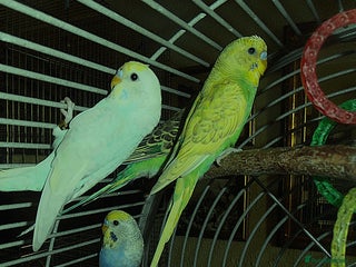 Budgerigars birds - Advert 20