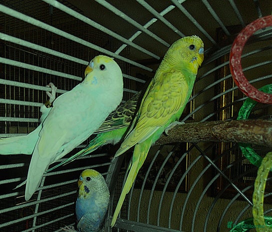 Budgerigars birds - Advert 6
