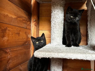 American Shorthair cats Free 2 Cute Short Hair Sisters - Advert 3