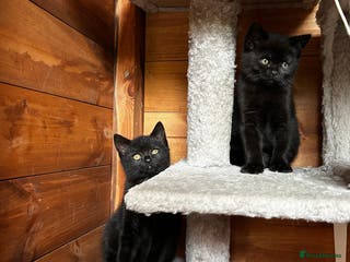 American Shorthair cats Free 2 Cute Short Hair Sisters - Advert 1