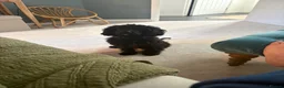 Cavapoo dogs for sale: F1 Cavapoo boy for sale  in Folkestone - Advert 2