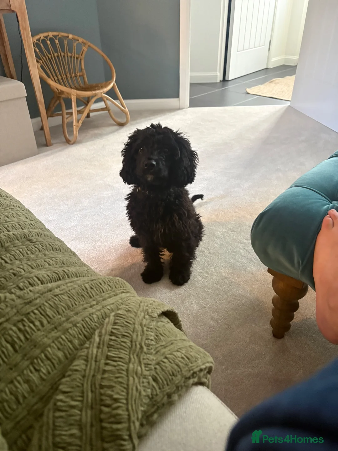 Cavapoo dogs for sale: F1 Cavapoo boy for sale  in Folkestone - Advert 2