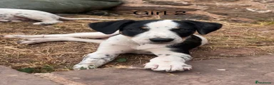 Mixed Breed 2