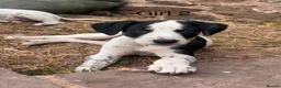 Mixed Breed dogs for sale: Bodacion Puppies in Usk - Advert 4