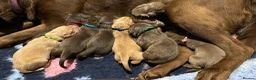 Labrador Retriever dogs for sale: Labrador puppies due soon - Advert 5