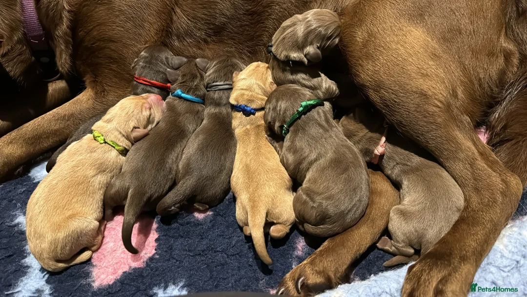 Labrador Retriever dogs for sale: Labrador puppies due soon - Advert 5