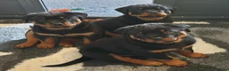 Rottweiler dogs for sale: Kc reg, extensively health tested parents - Advert 5