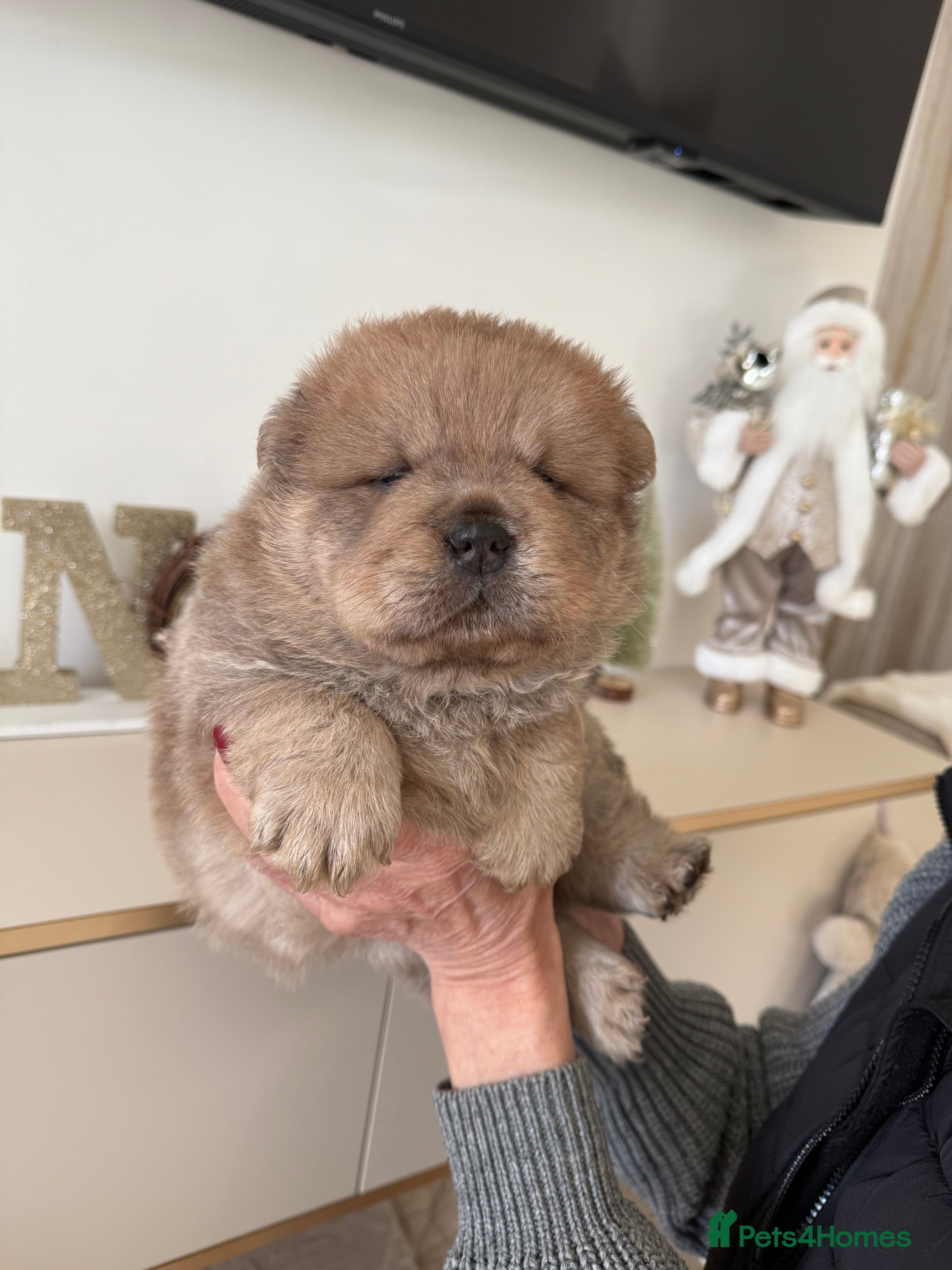 Chow Chow dogs KC reg chow chows ready to leave 24 dec! REDUCED - Advert 4