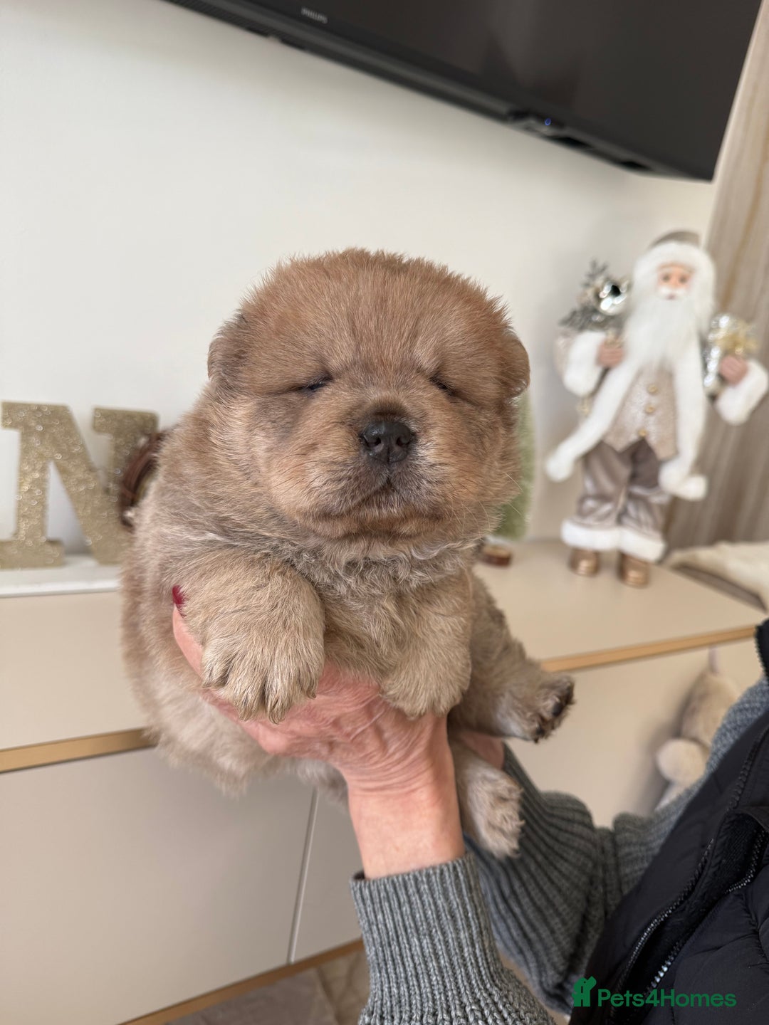 Chow Chow dogs for sale: KC reg chow chows ready to leave 24 dec! REDUCED - Advert 2