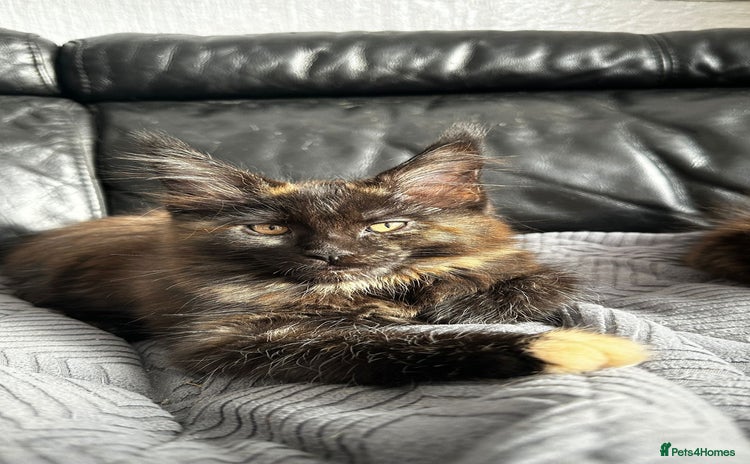 Maine Coon cats - Advert 1