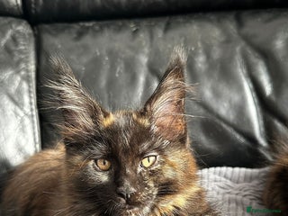 Maine Coon cats - Advert 1