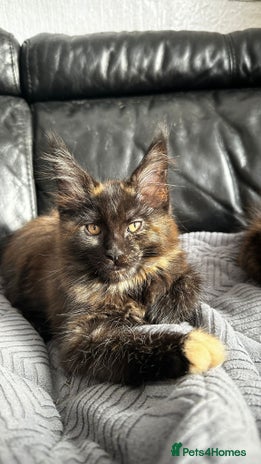 Maine Coon cats - Advert 2