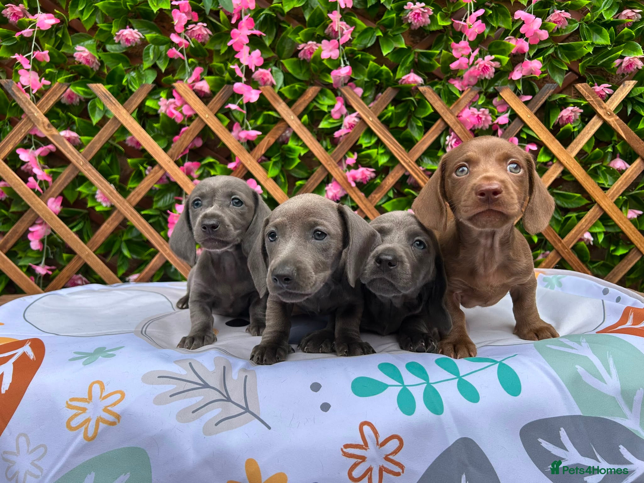 Dachshund dogs SOLID COLOUR MINI DAXI KC REG PRA CLEAR - Advert 2