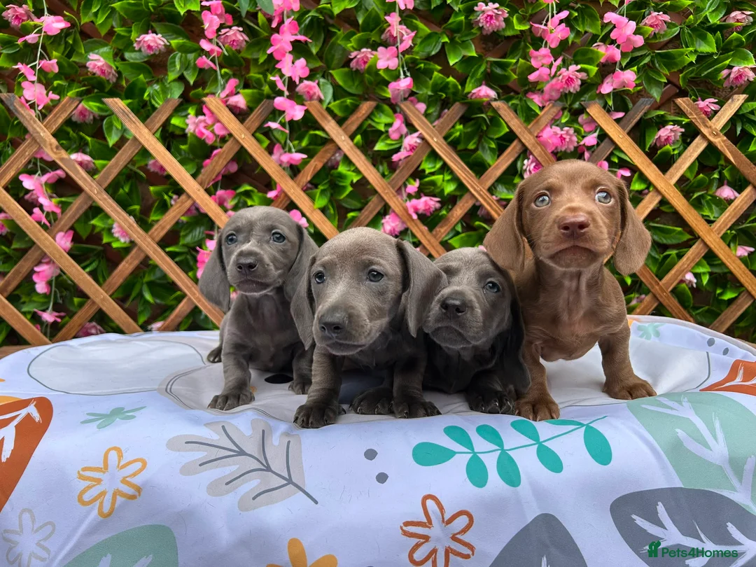 Dachshund dogs for sale: SOLID COLOUR MINI DAXI KC REG PRA CLEAR - Advert 2