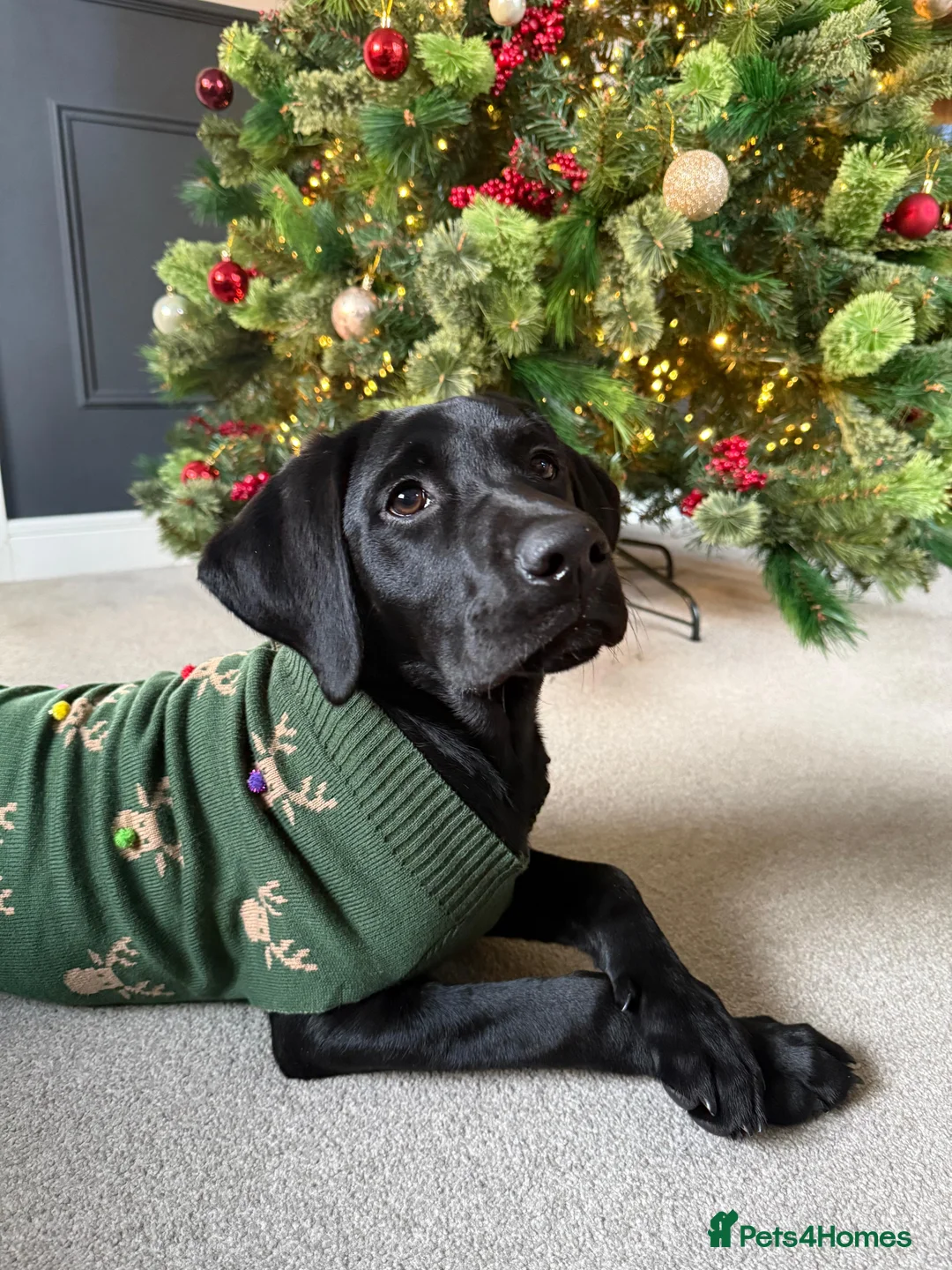 Labrador Retriever dogs for sale: Stunning Black Labrador Puppies - Due 25th March in Peterborough - Advert 8