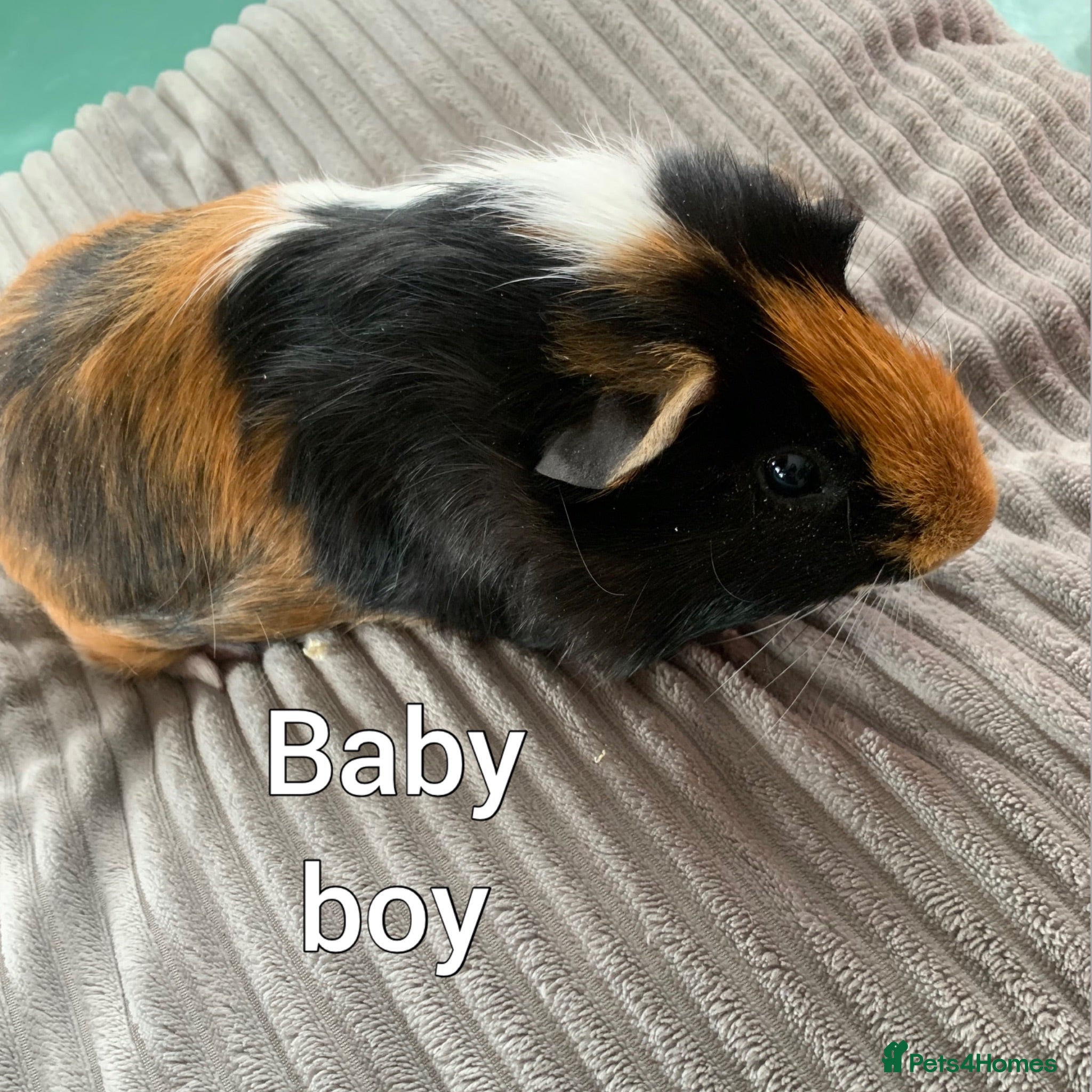 Guinea Pig rodents Males and females  - Advert 2