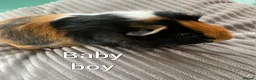 Guinea Pig rodents for sale: Males and females  - Advert 1