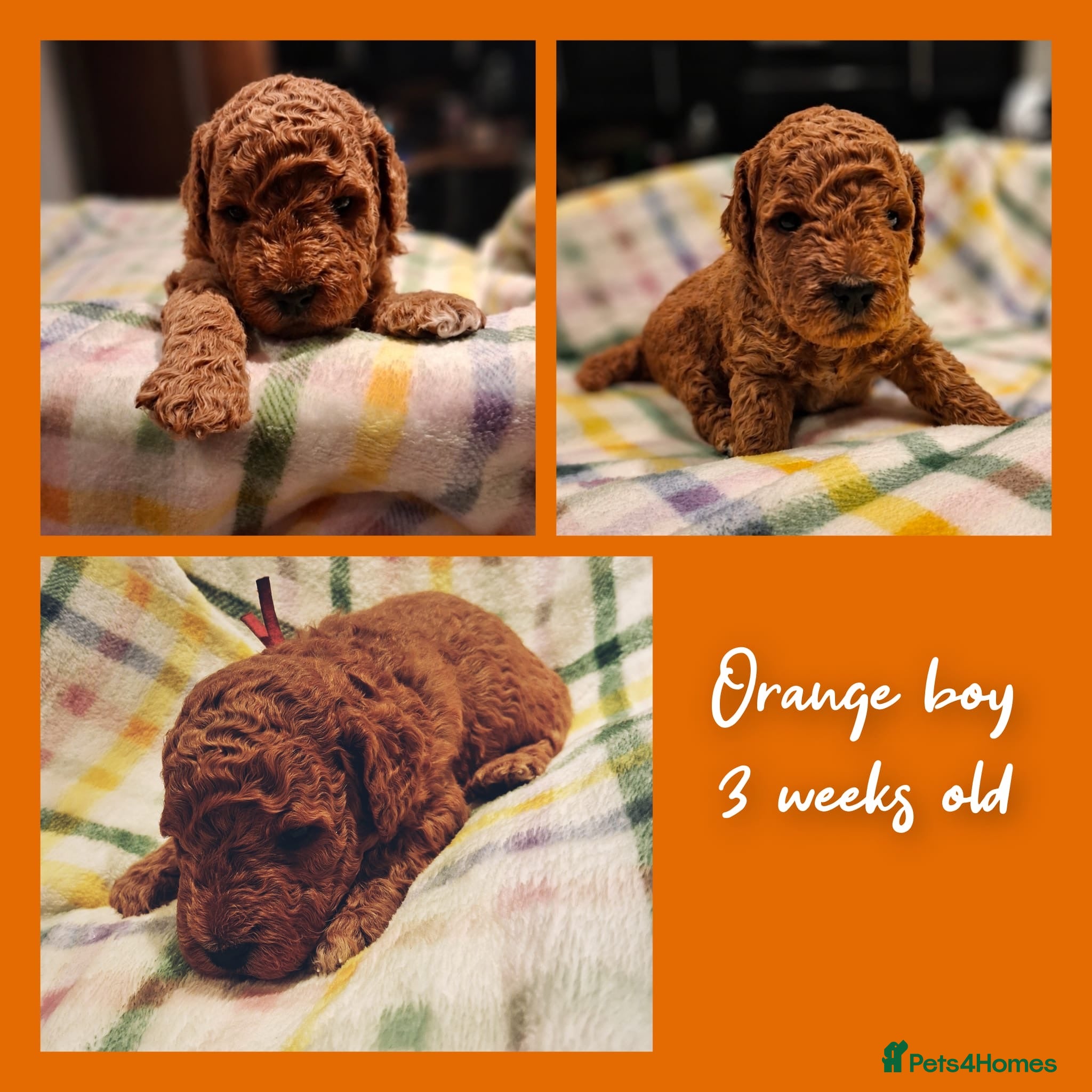 Mini Goldendoodle dogs DNA health tested miniature f2b goldendoodles - Advert 2