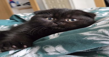 Scottish Fold cats - Advert 9