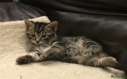 Domestic Shorthair cats for sale: 5 gorgeous little kittens looking for new homes - Image 18