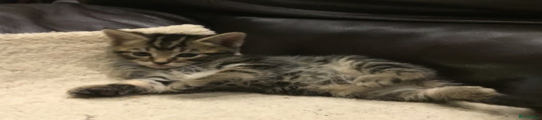 Nala