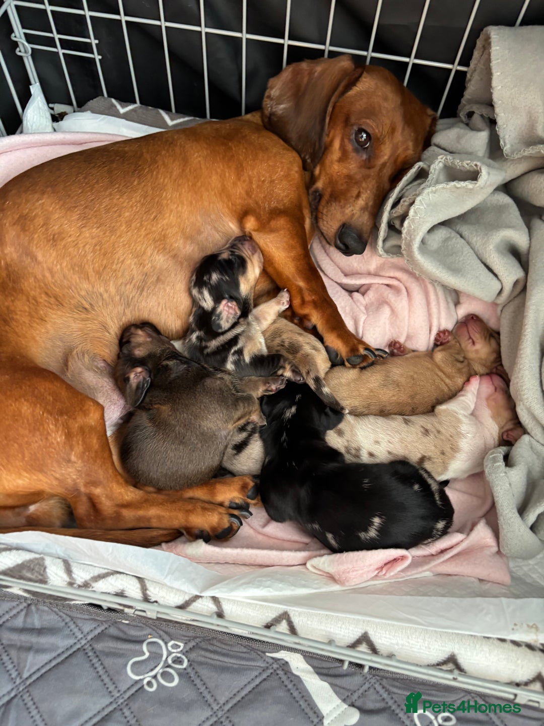 Dachshund dogs for sale: Dapple Dachshund Puppies (5 Girls, 1 Boy) - Image 16
