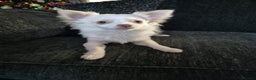 Chihuahua dogs for sale: Long haired Cream and White boy - Advert 6