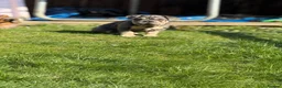 Mixed Breed dogs for sale: Velvet French bulldog boy  - Advert 26