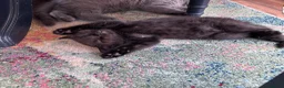 Mixed Breed cats for sale: Twin females - Advert 25
