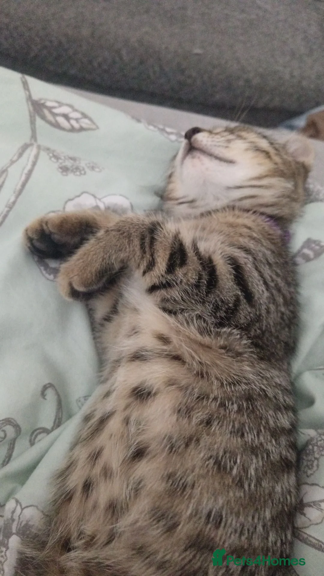 Mixed Breed cats for sale: Beautiful striped girl kitten - Advert 2