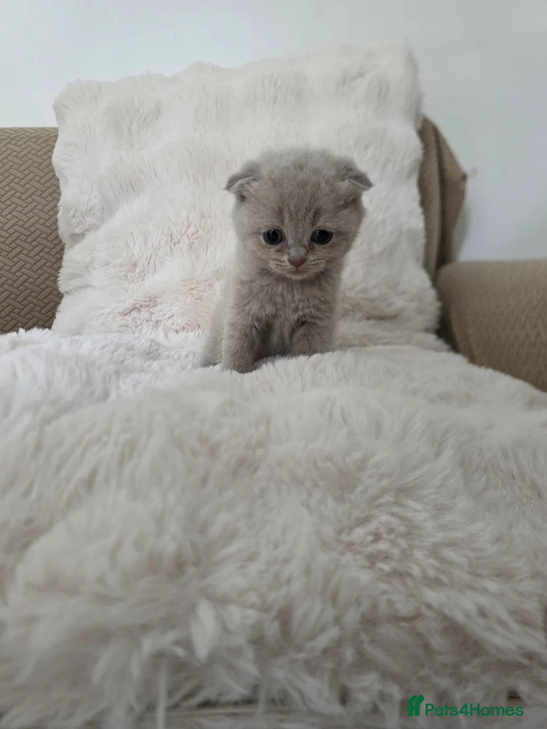 British Shorthair cats for sale: British Shorthair/Scottish Fold Kittens - Advert 2
