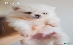 Pomeranian dogs for sale: KC Pomeranian puppies (Korean lines) - Image 2