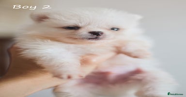 Pomeranian dogs - Advert 15