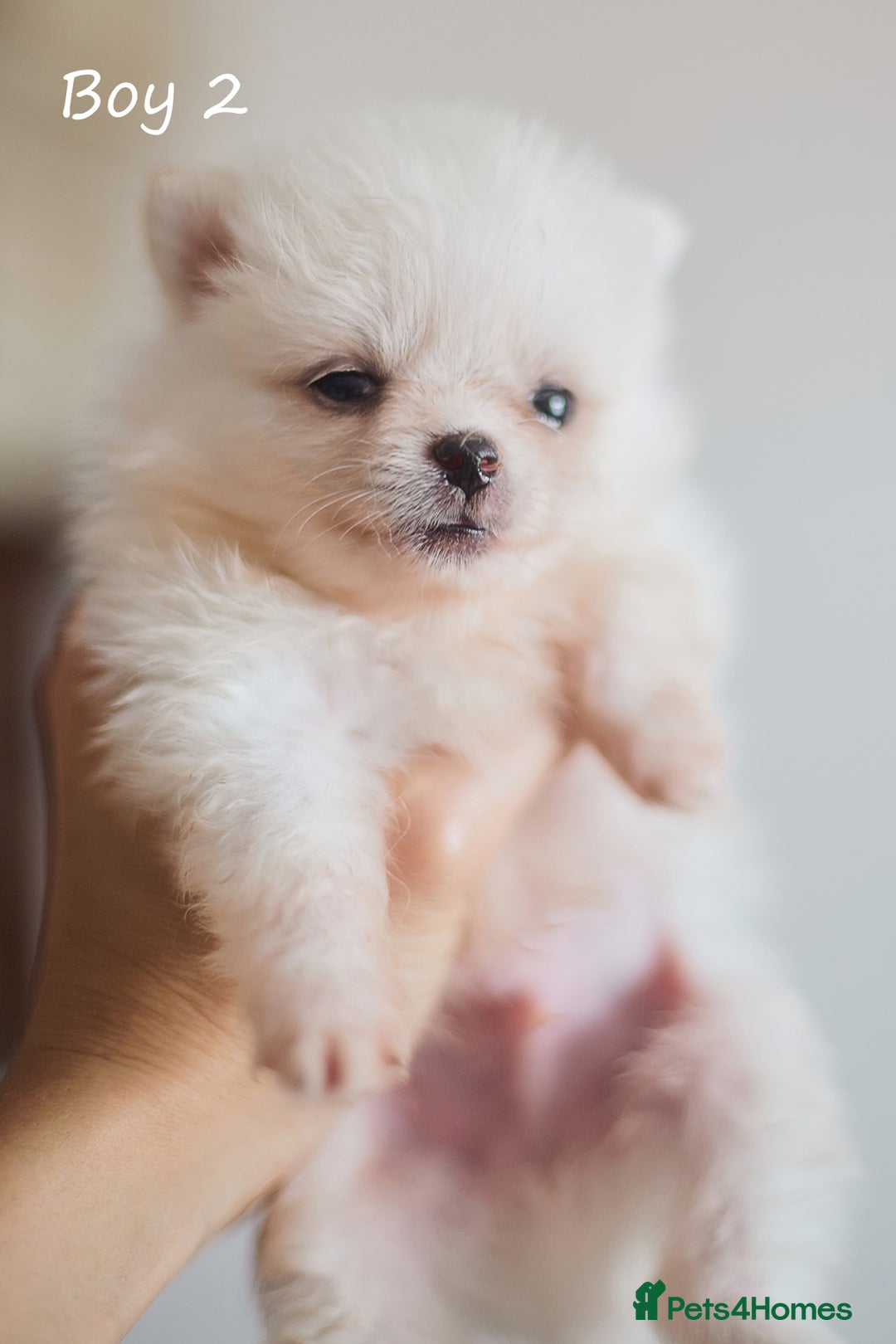 Pomeranian dogs for sale: KC Pomeranian puppies (Korean lines) - Image 2