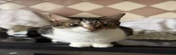 Mixed Breed cats for sale: British Tabby Kittens – Ready Now - Advert 1