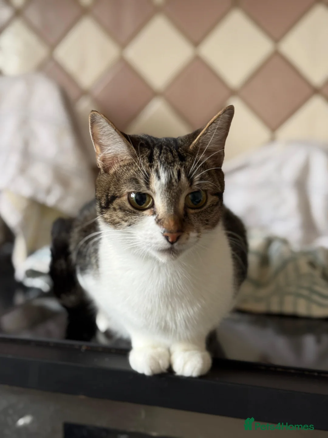 Mixed Breed cats for sale: British Tabby Kittens – Ready Now - Advert 1