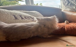 Persian cats for sale: Beautiful Pedigree Persians  - Image 18