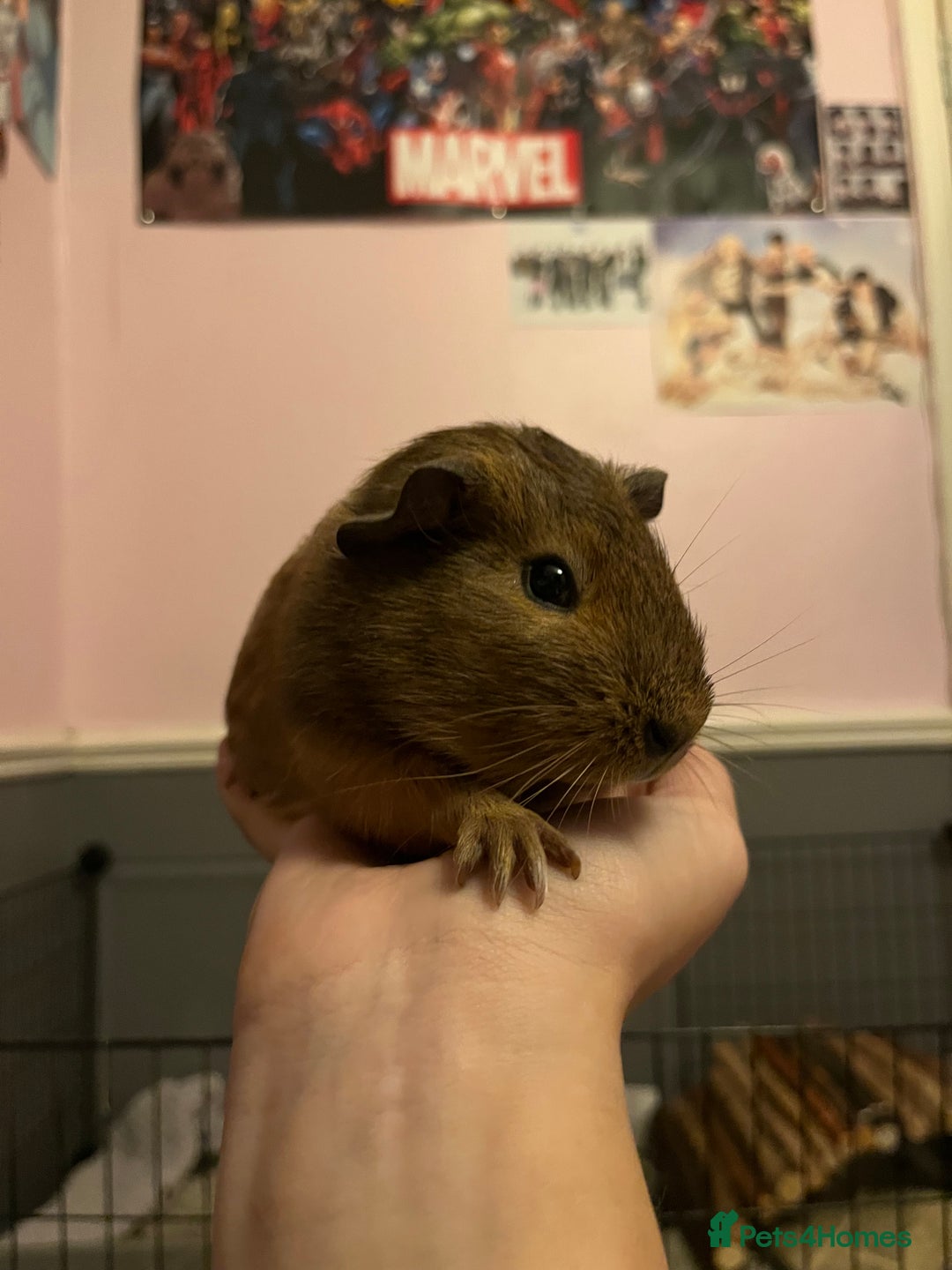 Guinea Pig rodents for sale: guinea pigs  - Image 3