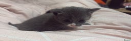 Mixed Breed cats for sale: 3 kittens for Sale  - Advert 8