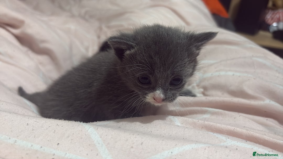 Mixed Breed cats for sale: 3 kittens for Sale  - Advert 8