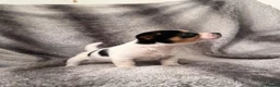 Jack Russell dogs for sale: Beautiful jackrussell pups in Preston - Advert 5
