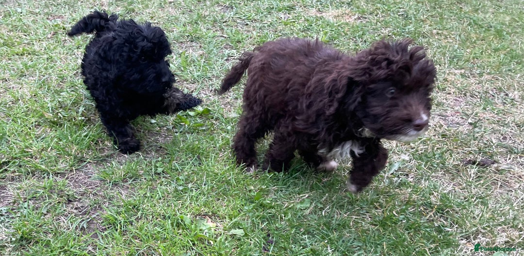 Labradoodle dogs for sale: miniature labradoodle puppies - Image 6