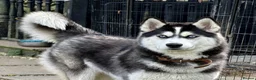 Siberian Husky dogs for adoption: 🐾 HASSY – Female Siberian Husky 🐾 - Advert 4