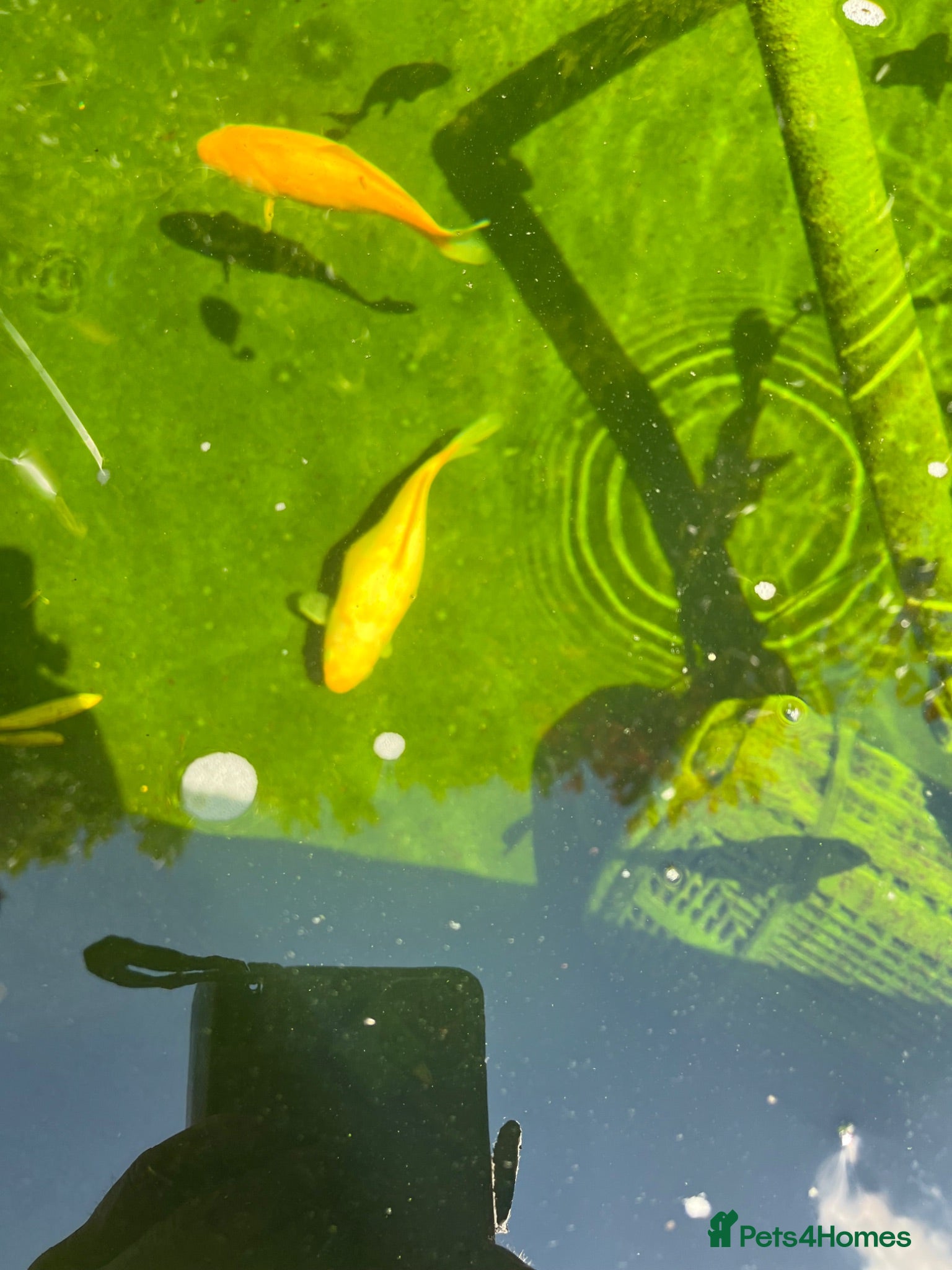 Koi Carp fish Koi carps for sale  - Advert 1