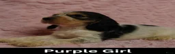 Cocker Spaniel dogs for sale: Quality, Show Type, Cocker Spaniel Puppies - Advert 8